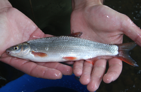 Nase (Chondrostoma nasus) - © Gernot Kunz